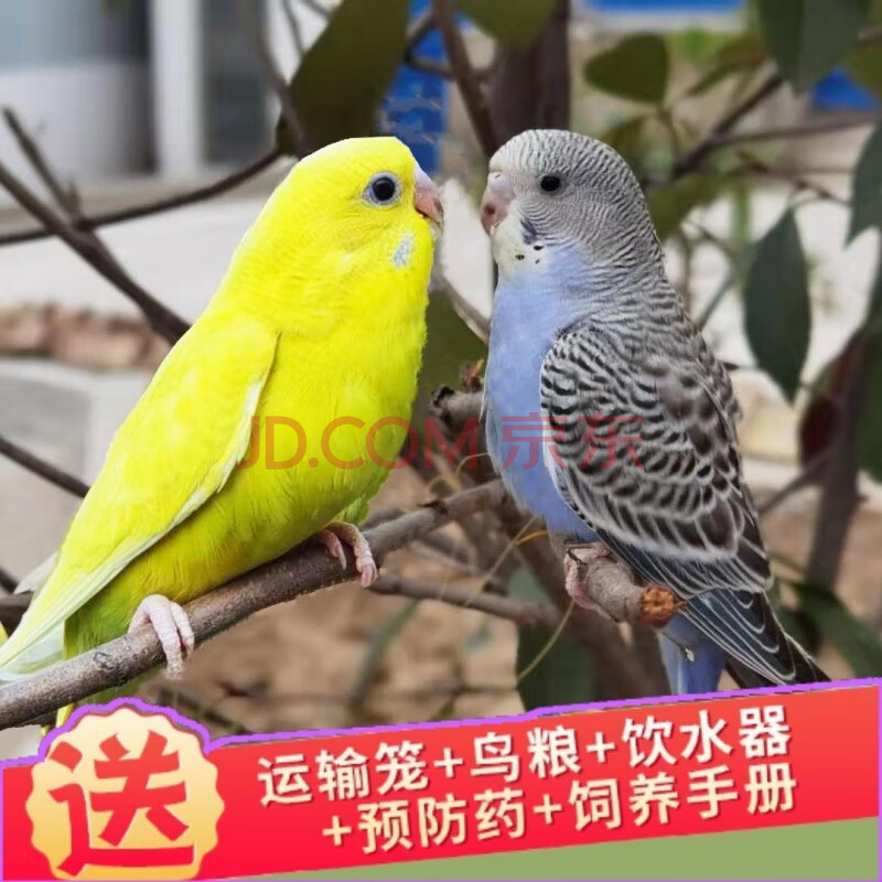 鸟能学说话手养鹦鹉亲人鹦鹉观赏鸟包活 宝石蓝 黄虎皮(中)包教说话