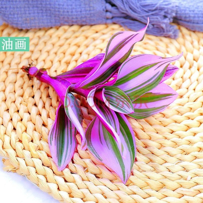 婚礼油画开花吊兰多肉植物水培植物室内客厅阳台好养观叶植物防辐射