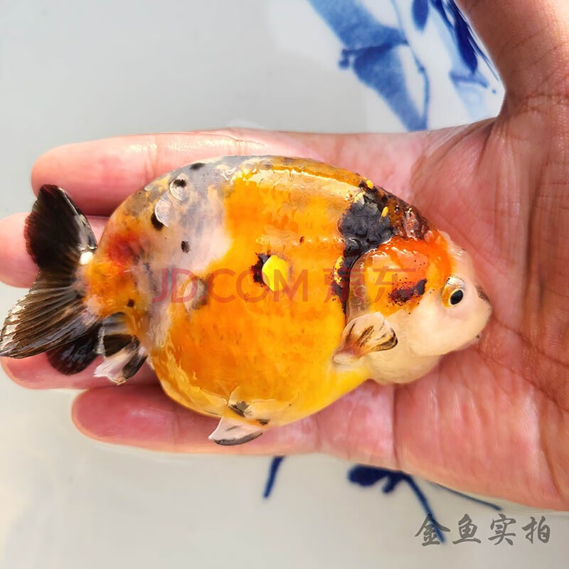 兰寿活体活鱼金鱼苗淡水鱼观赏鱼水墨玉兔重墨奶牛宠物活鱼苗冷水鱼好