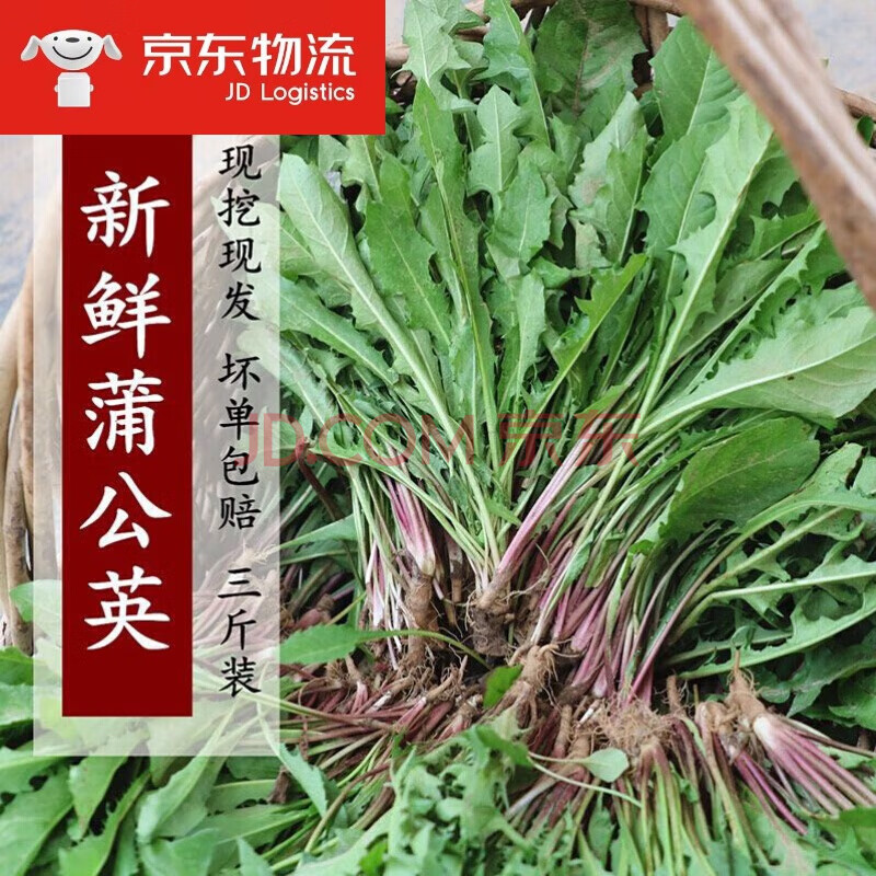 蔬菜 叶菜类 京诗悦 新鲜野生蒲公英当季现挖野菜 露天苦菜 3斤装