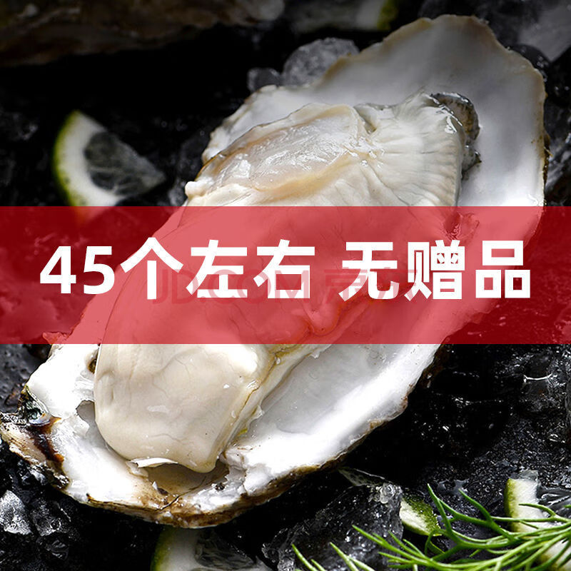 超肥生蚝】乳山生蚝鲜活12斤特大牡蛎带壳海蛎子贝类海鲜批发6斤 6斤