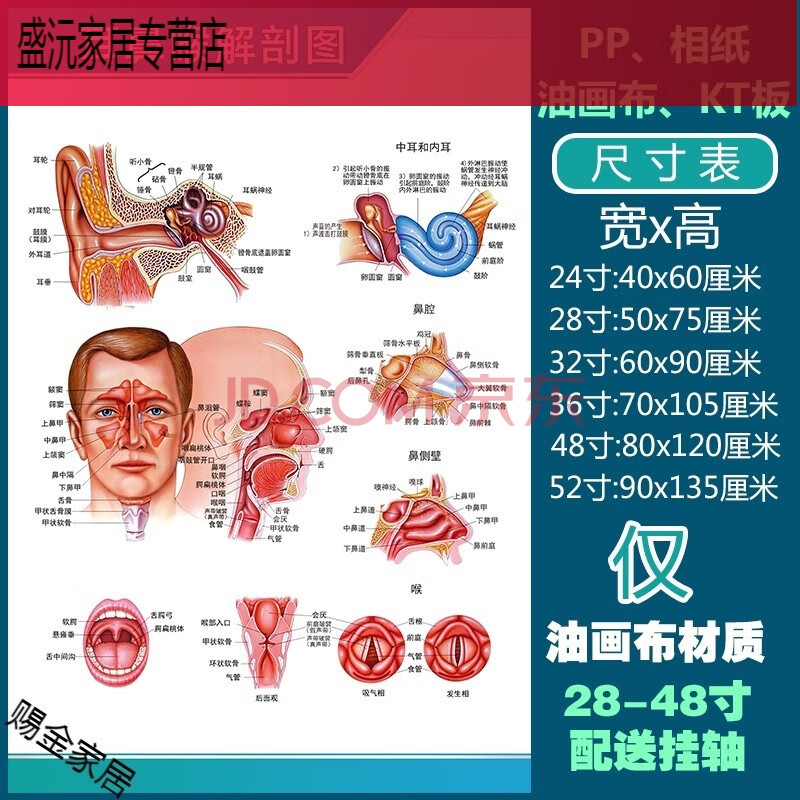 人体解剖彩色学骨骼结构图神经肌肉五脏六腑淋巴示意解刨器官挂图默认