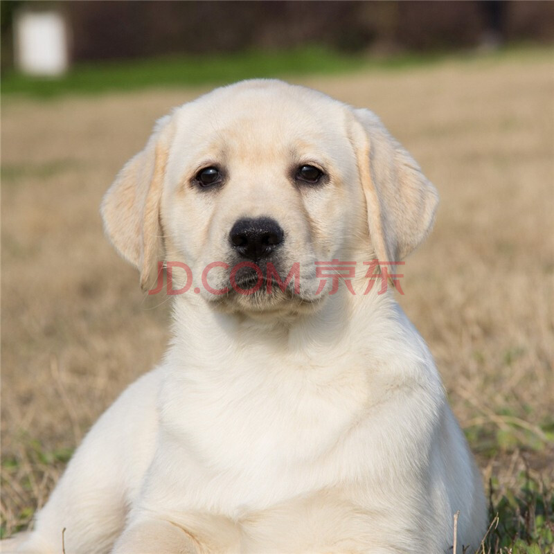 奶白色拉布拉多犬 神犬小七拉布拉多犬 米黄色拉布拉多犬 双血统 公