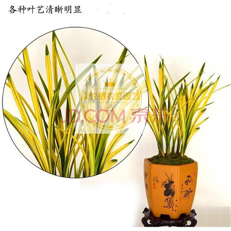兰花 八宝奇珍 建兰金边线艺虎斑山水画花卉绿植盆栽八宝奇珍建兰细叶