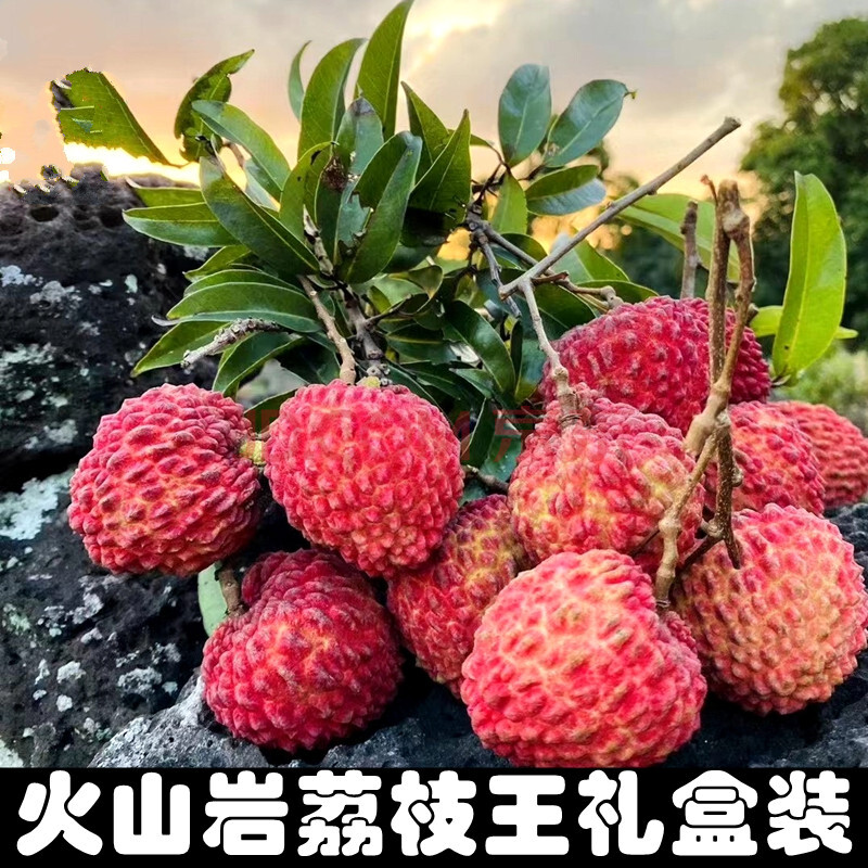 【顺丰直达】海南荔枝王超大当季孕妇新鲜水果当季火山口荔枝礼盒装