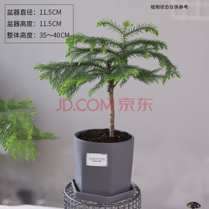 南洋松大小苗南洋杉树苗圣诞树花卉盆景客厅花卉绿植盆栽四季常青