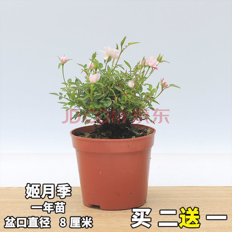 日本姬月季迷你月季姬乙女超微蔷薇迷你微型盆景盆栽四季开花花卉 1年