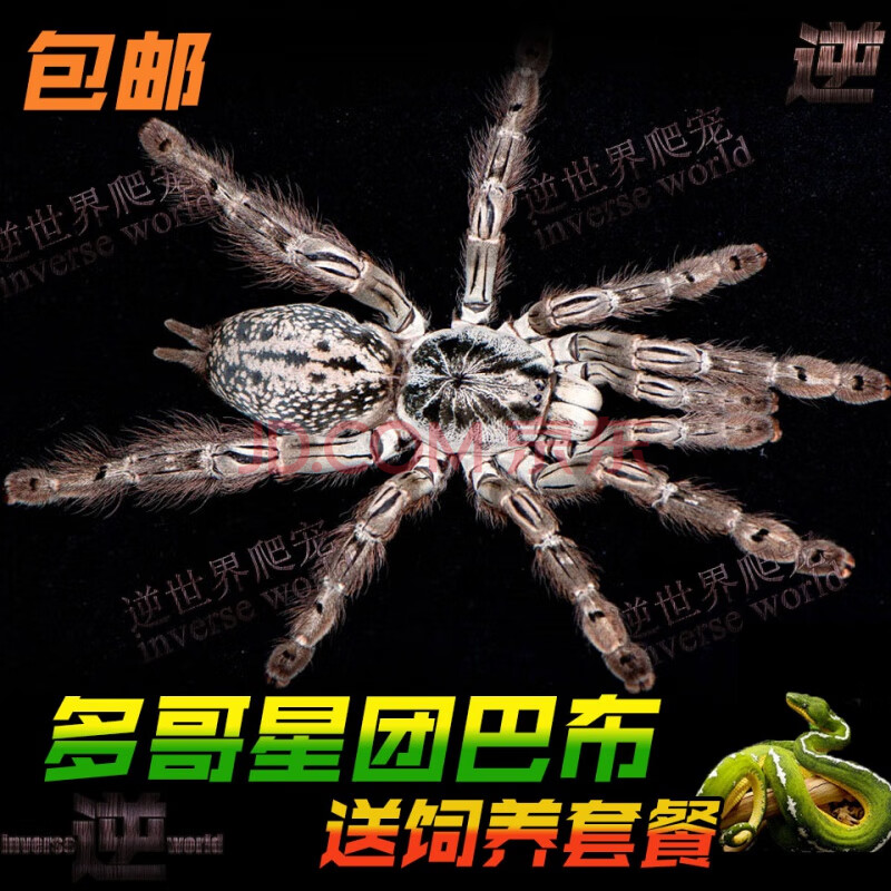 天弗多哥星团巴布1-16厘米白色花纹宠物蜘蛛经典树栖活体蜘蛛另类宠物