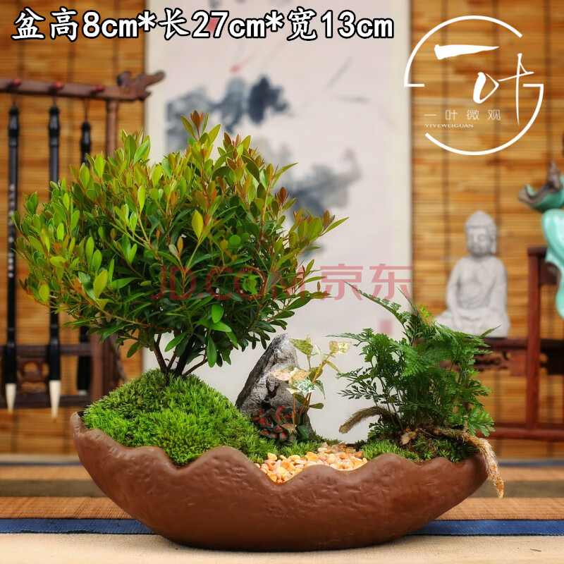 小叶赤楠盆景盆栽金丝楠木微型迷你植物茶几室内阳台四季常青绿植山