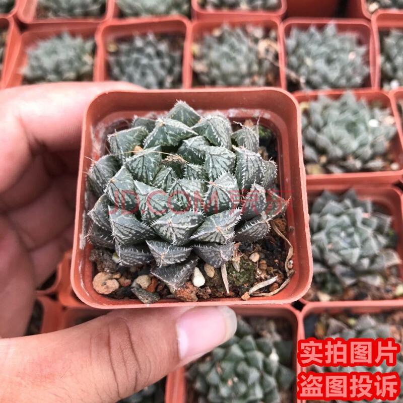 多肉玉露 多肉植物十二卷姬寿楼兰黄金菊姬玉露月影寿