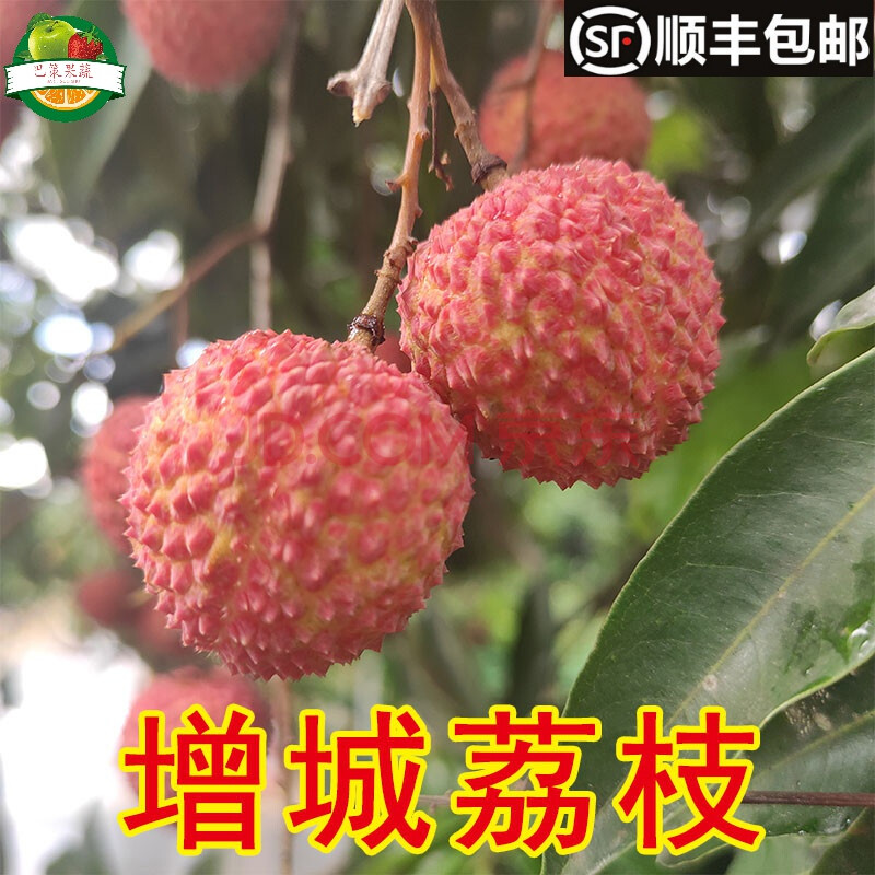 顺丰 增城桂味荔枝新鲜水果五斤孕妇整箱广东荔枝 增城桂味 2500g