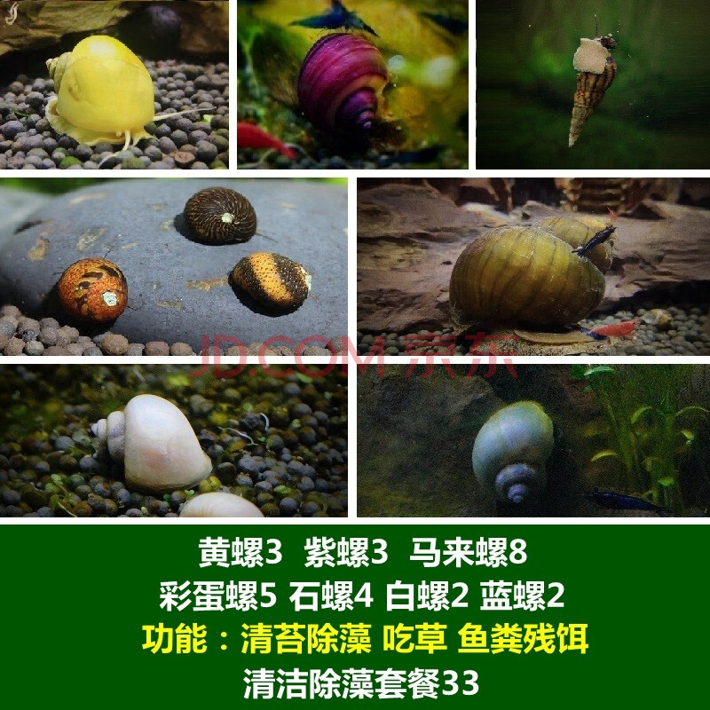 噢水噢【顺丰】鱼缸清洁除藻螺观赏鱼虾螺蟹草缸工具螺吃鱼屎粪便垃圾