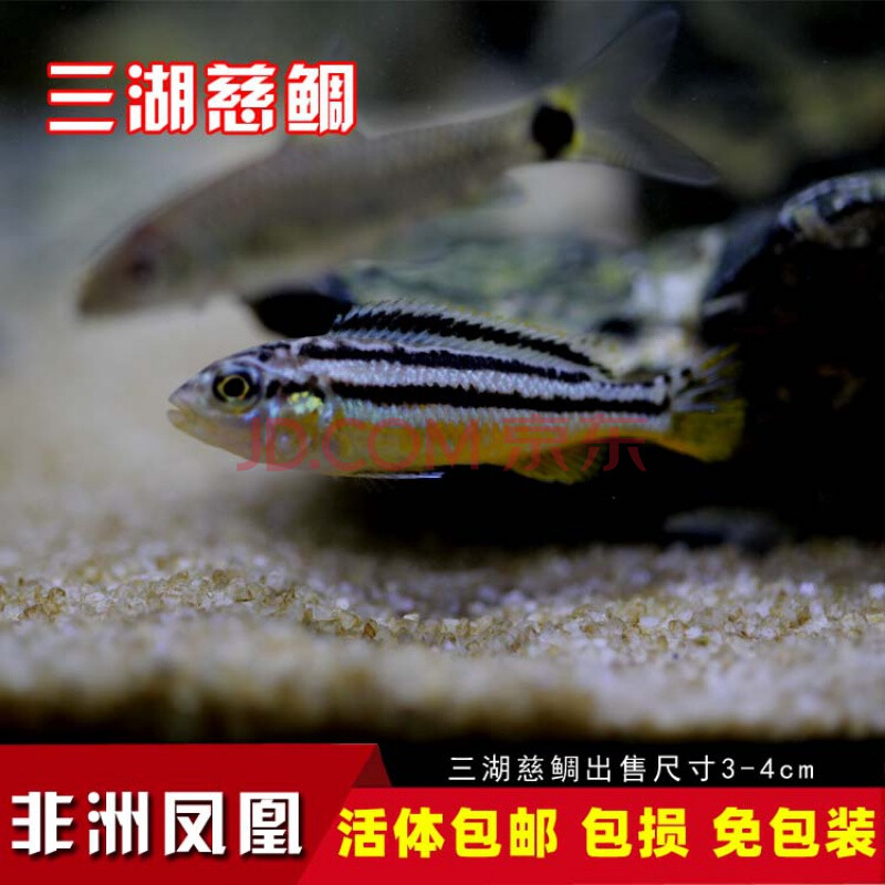 豆乐奇(douleqi)迷你鹦鹉观赏鱼三湖慈鲷科鱼活体短鲷荷兰金波子