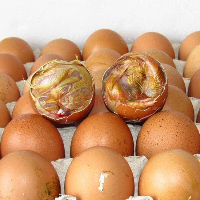 毛蛋鸡胚蛋新鲜18-20天旺蛋毛鸡蛋活珠子 30枚