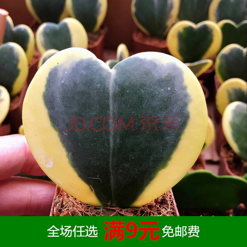 多肉植物白桦麒麟生石花仙人球白星一片心锦火麒麟 布纹球将军阁 浅