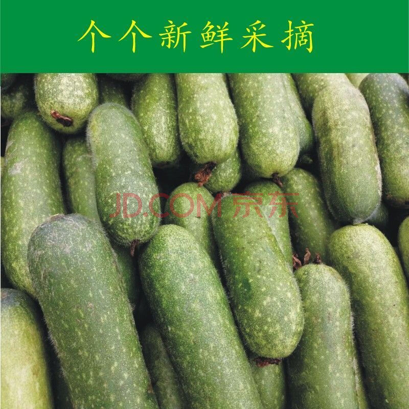 当季新鲜小冬瓜 小节瓜 农家小毛瓜新鲜蔬菜毛节瓜个头较小老冬瓜