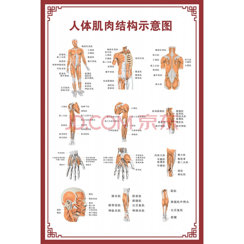 挂图器官内脏结构图海报脊柱图解肌肉分布解剖图挂画 人体肌肉结构图