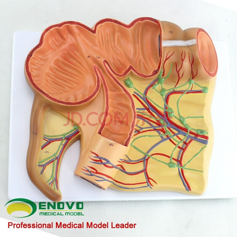 enovo颐诺 人体医学回盲部解剖模型 盲肠 阑尾升结回肠血管淋巴模型