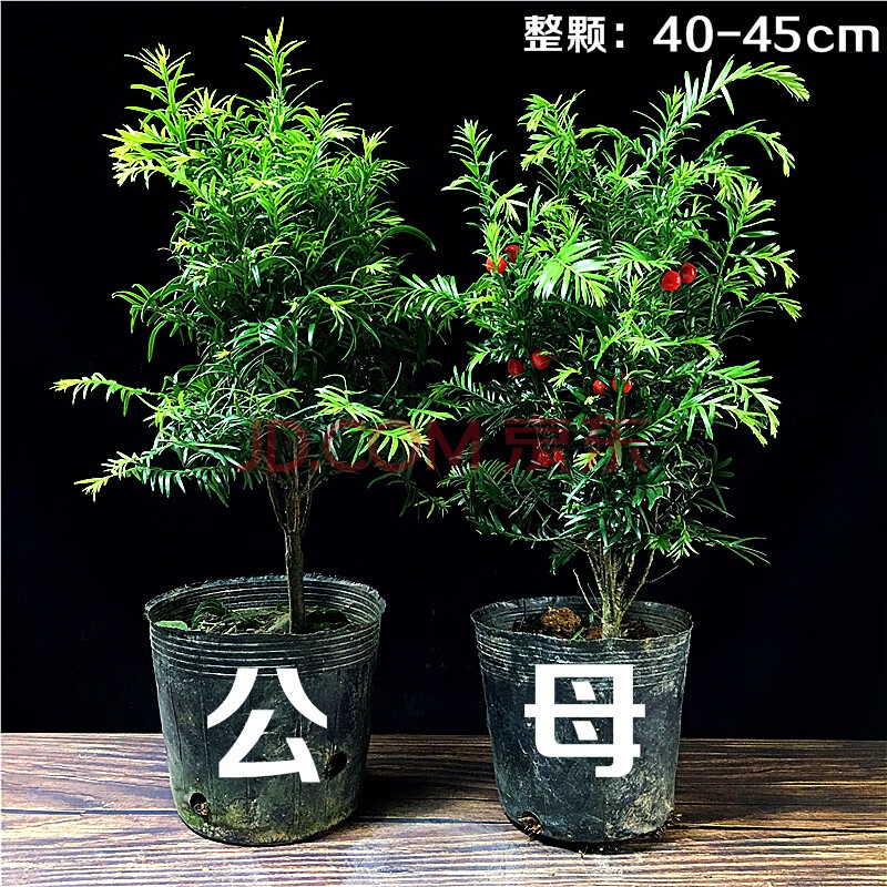 红豆杉盆景 树苗带盆栽好庭院阳台红豆杉盆栽公母盆景树苗老桩植物