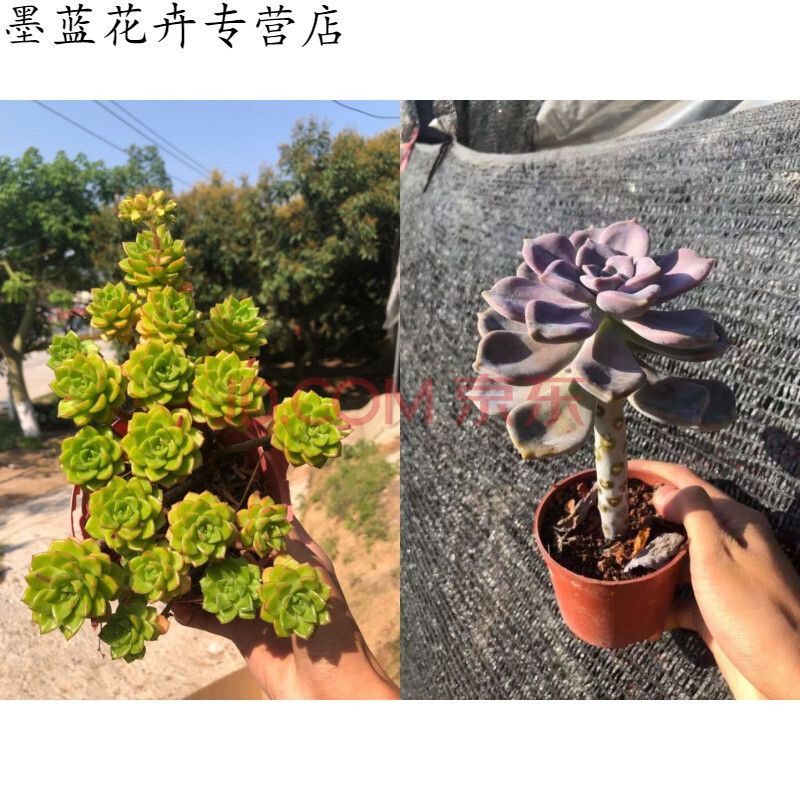 园艺 紫乐老桩悬崖桩 华丽风车多头老桩 金钱木多肉植物 蒂亚老桩 紫