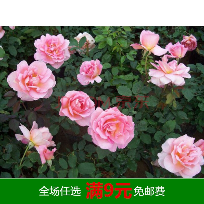 爬藤进口欧月藤本月季多花蔷薇花苗大花庭院花卉阳台观花植物盆栽