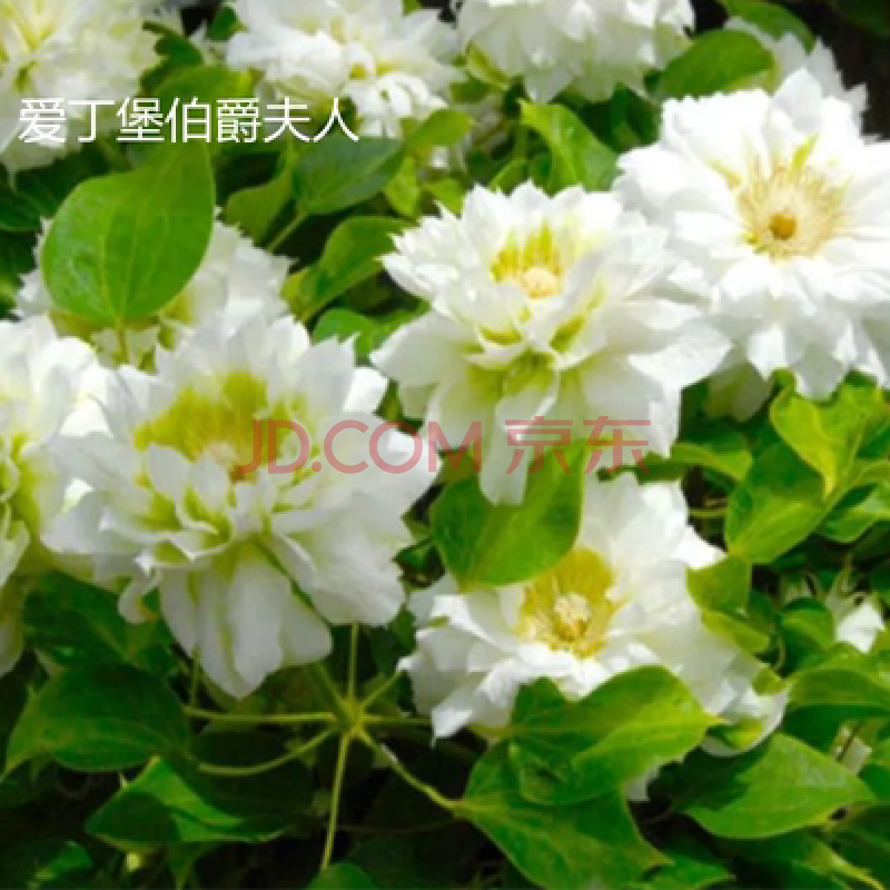 植物新品铁线莲魔法喷泉乌托邦庭院盆栽大苗 明黄色爱丁堡伯爵夫人