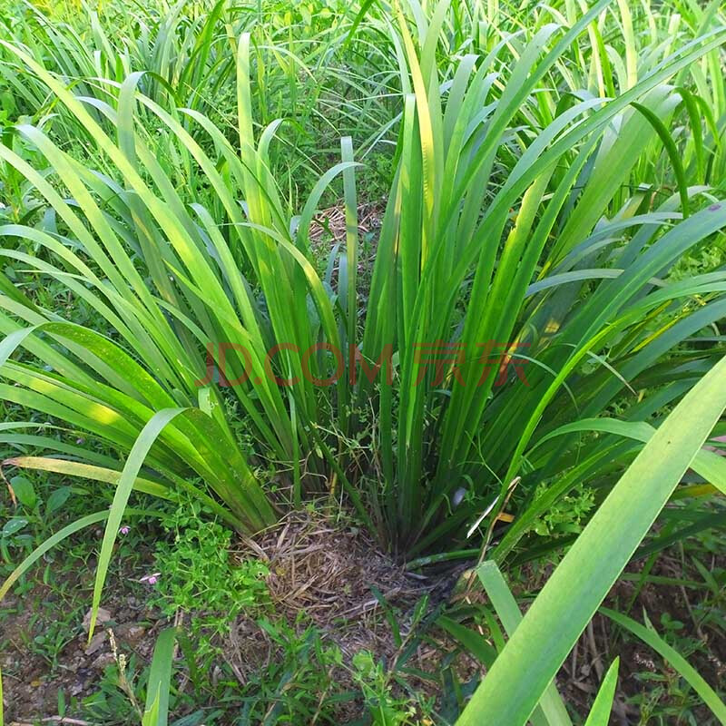 贵州 山奈 五香草 茴香菖蒲山赖随手香三奈 山萘去腥香料带根盆栽