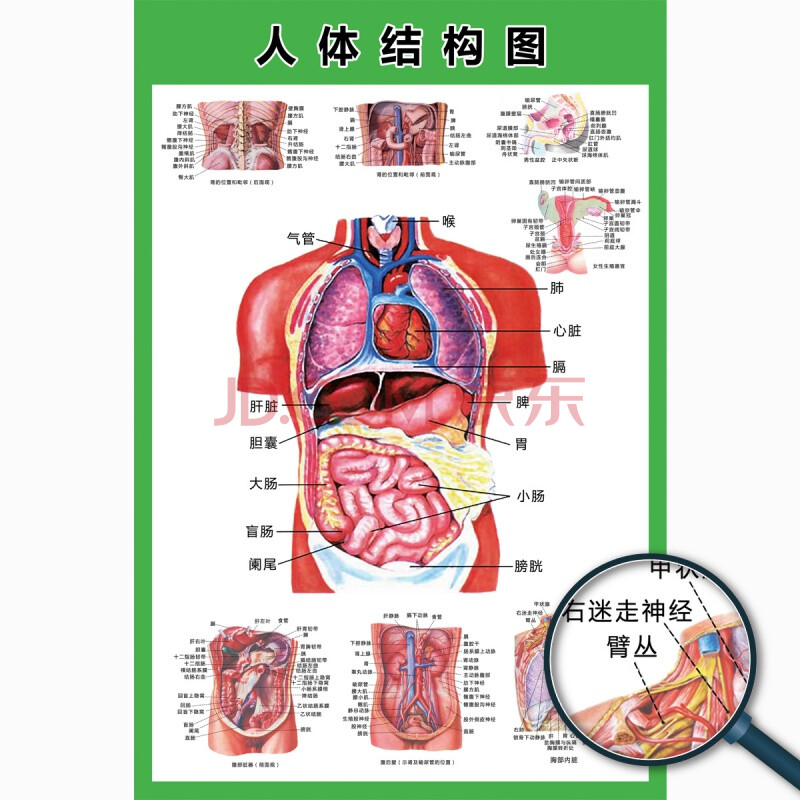 挂图人体内脏结构解剖示意图医学宣传挂图人体器官心脏结构图医院海报