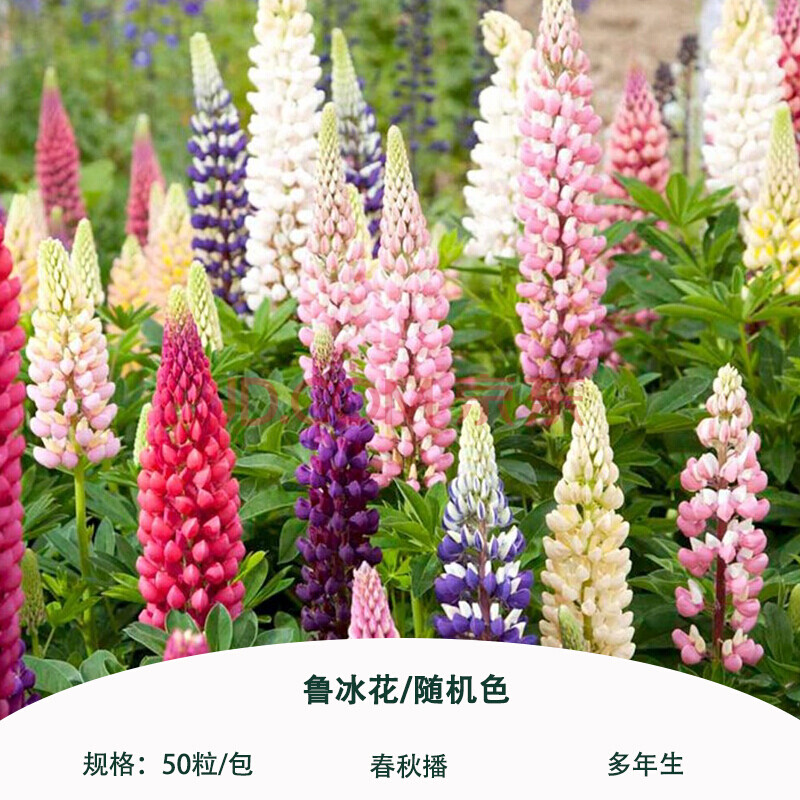 万花丛 鲁冰花种子50粒羽扇豆多年生花卉籽庭院花镜可