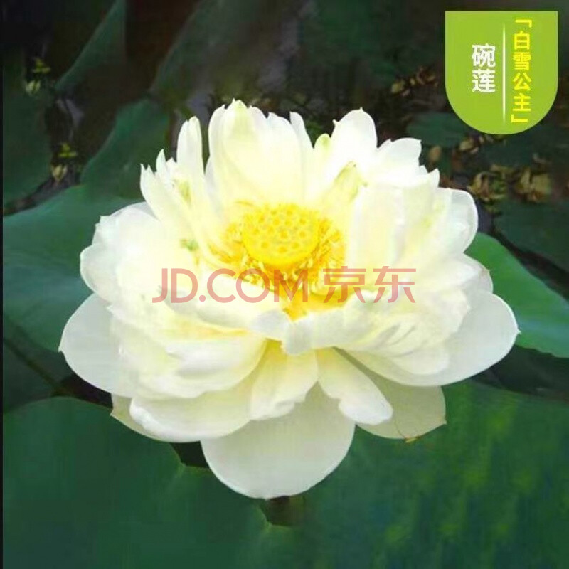 【严选款】【7天发芽】四季无土水培碗莲花种子盆栽水养生睡莲荷花四