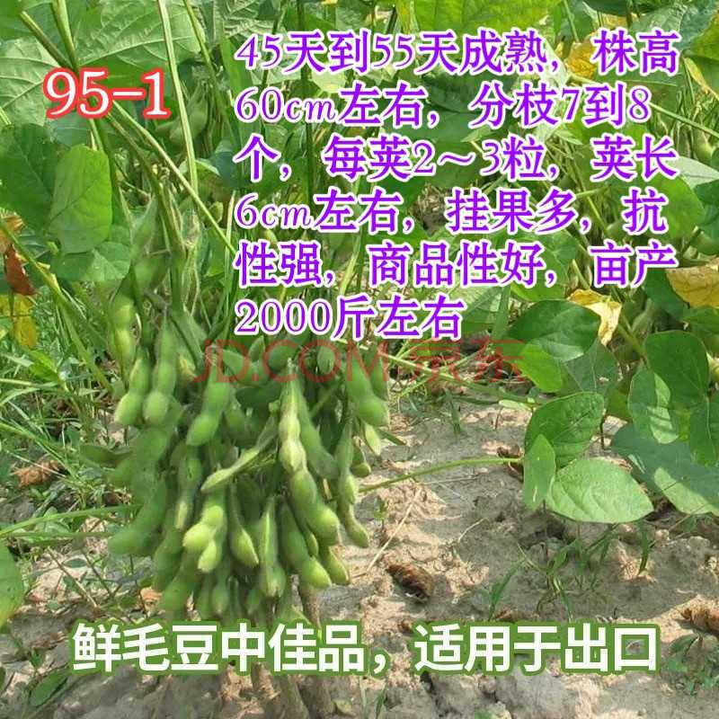 特早熟毛豆种子95-1毛豆种籽50天成熟高产鲜食青豆黄豆毛豆种子籽 250