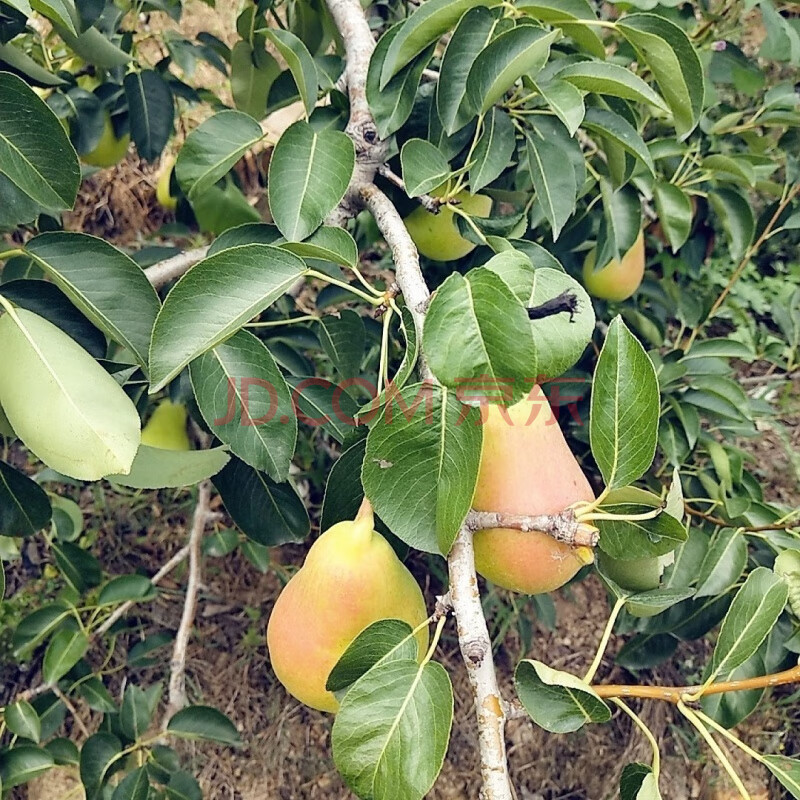 梨新鲜应季水果伏洋梨大头梨黄金软梨香蕉梨5斤 小果19个左右 5斤