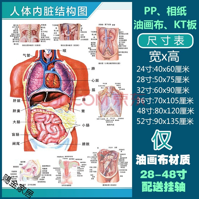 人体解剖彩色学骨骼结构图神经肌肉五脏六腑淋巴示意解刨器官挂图默认