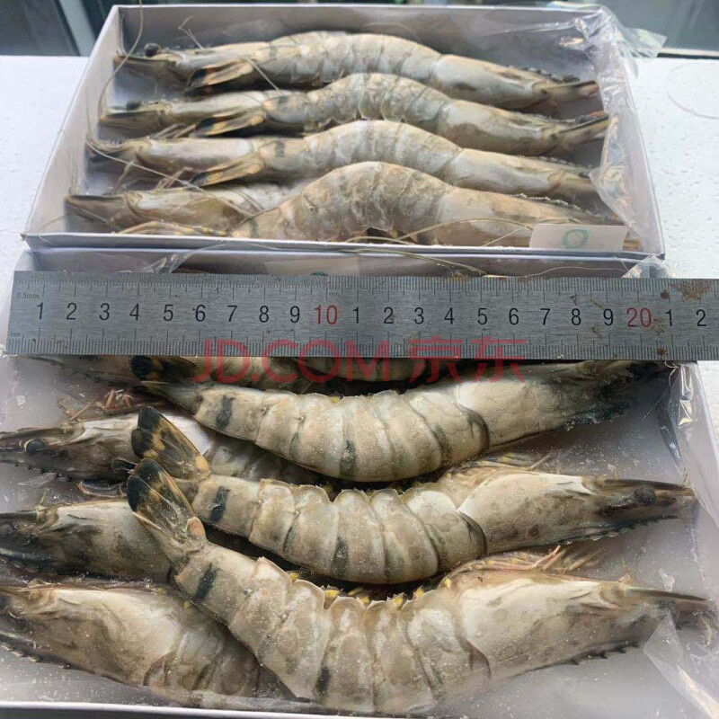 新鲜海捕大虾黑虎虾海鲜水产鲜活大龙基围草虾 1100克 大号 10条装