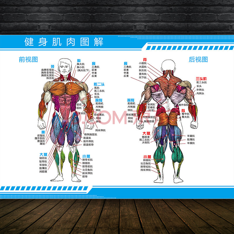 人体内脏结构图 人体肌肉示意分布挂图肌肉解剖图身器