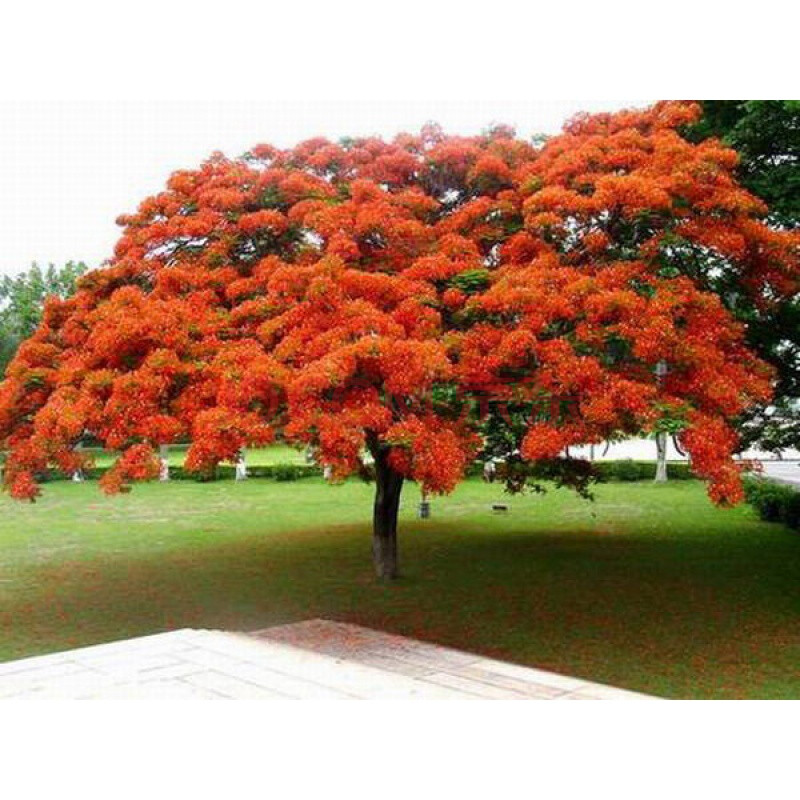 蓝花楹树苗凤凰木风水树珍贵风景树北方耐寒红蓝花楹盆栽庭院 凤凰木1