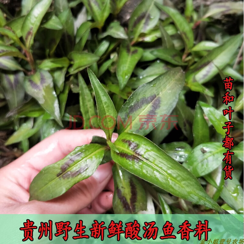 【云南香柳种苗】香辣蓼草野菜香柳傣族香料泰国越南香菜 现挖带泥整