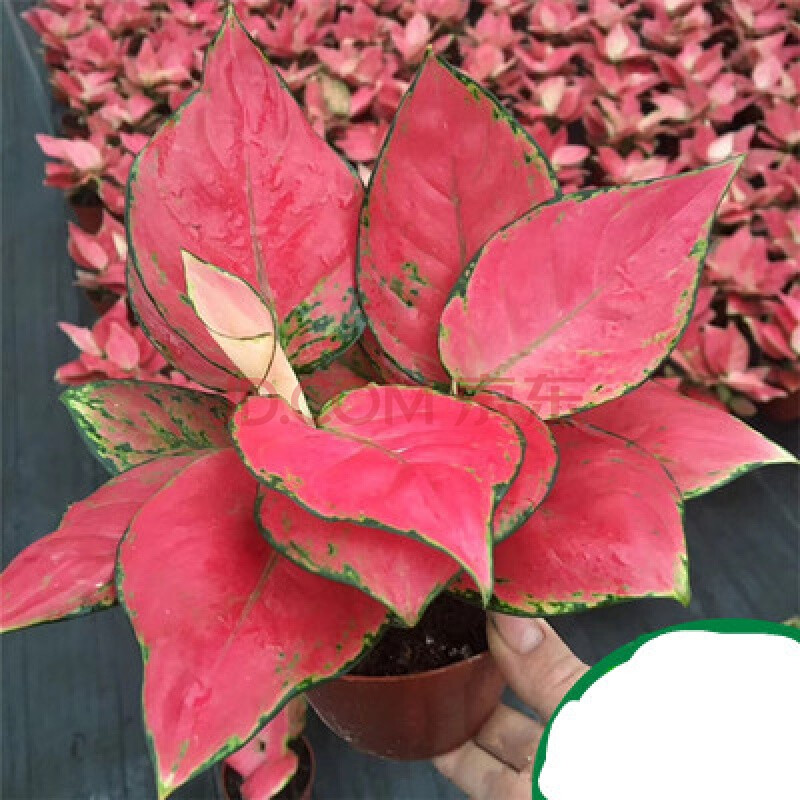 转角花坊 如意皇后盆栽吉利红水养水培植物好养室内绿植吉祥花卉植物