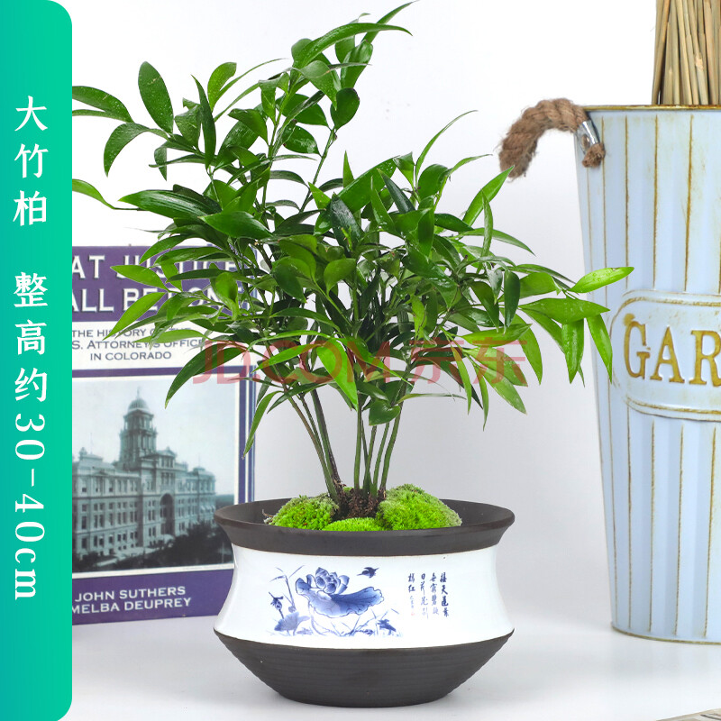 竹柏盆栽 室内绿植长寿竹 净化空气四季常青 初石 大竹柏 荷叶盆 带