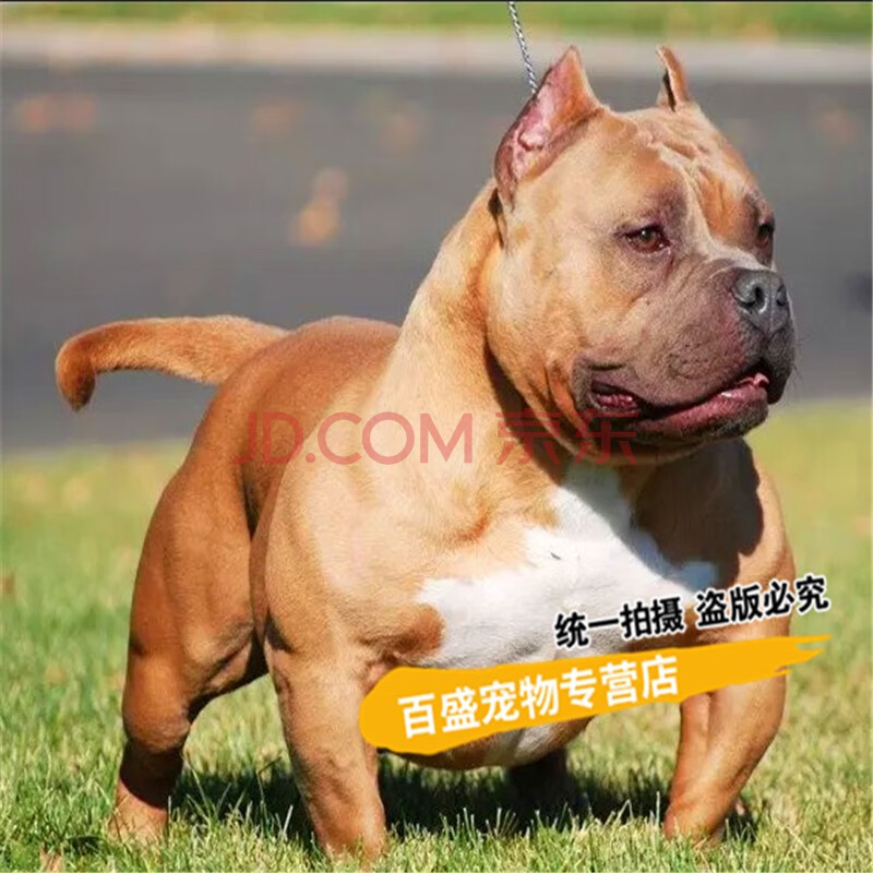 北京犬舍纯种恶霸犬幼犬活体 出售小体恶霸犬宠物狗狗