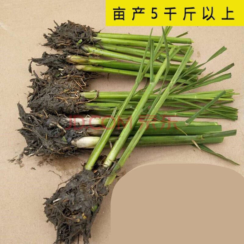 100棵苗(1棵老根可发3-6芽) 不含盆