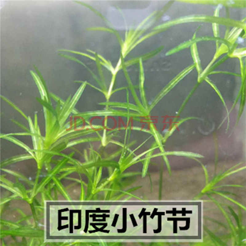 好养活体水草鱼缸养鱼造景植物装饰金鱼藻蜈蚣草满天星印度小竹节印度