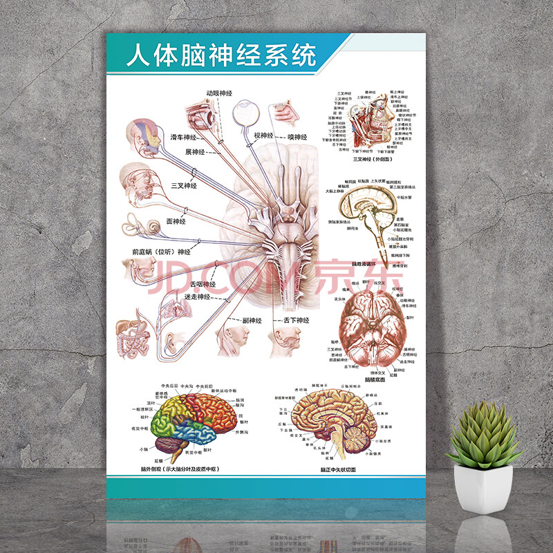 骨骼结构图神经肌肉五脏六腑淋巴示意解刨器官挂图 人体脑神经系统图