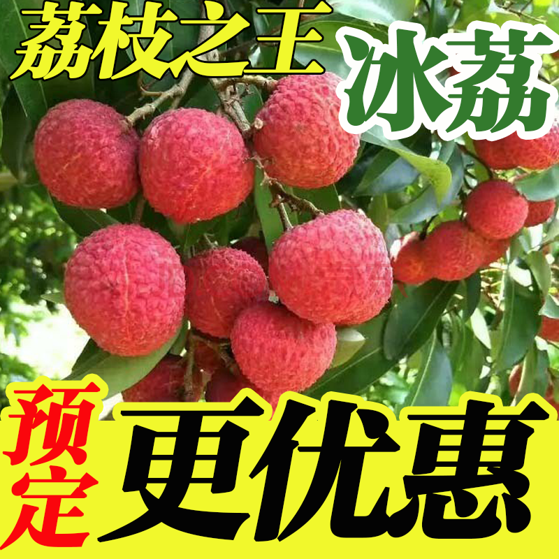 【顺丰空运/产地直发】四川合江冰荔 品种荔枝玫瑰新鲜超爽口感 小核