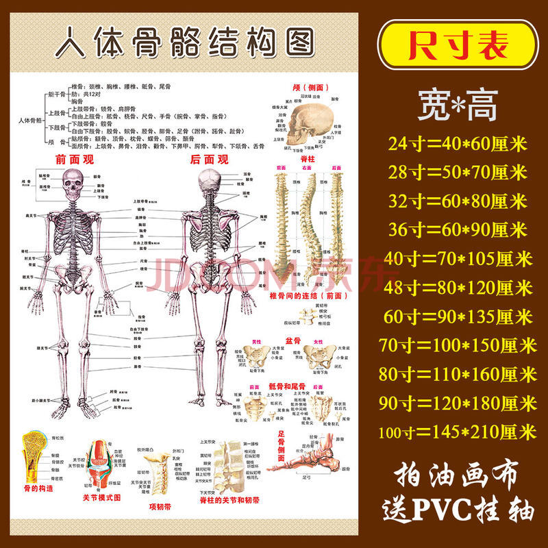 154人体骨骼结构图/竖 40x60(厘米) 雪弗板(边框/双面胶)