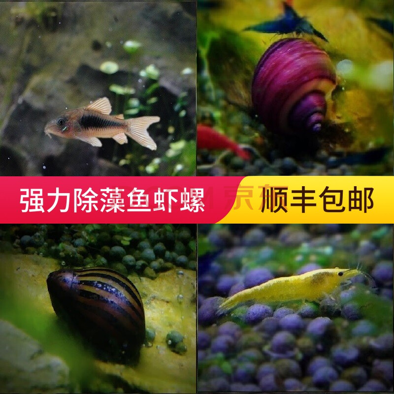 鱼水族宠物工具鱼清洁鱼垃圾鱼底栖鱼清缸除藻虾螺异形鱼吃藻吃鱼屎