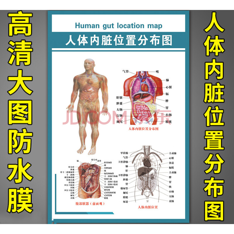 人体解剖彩色学骨骼结构图神经肌肉五脏六腑淋巴示意图挂画 人体内脏