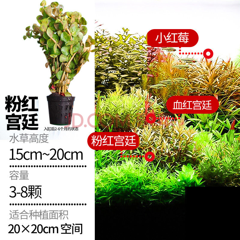 鱼缸水草植物真草造景套餐蜈蚣阴性增氧趴地矮珍珠活懒人水榕沉木