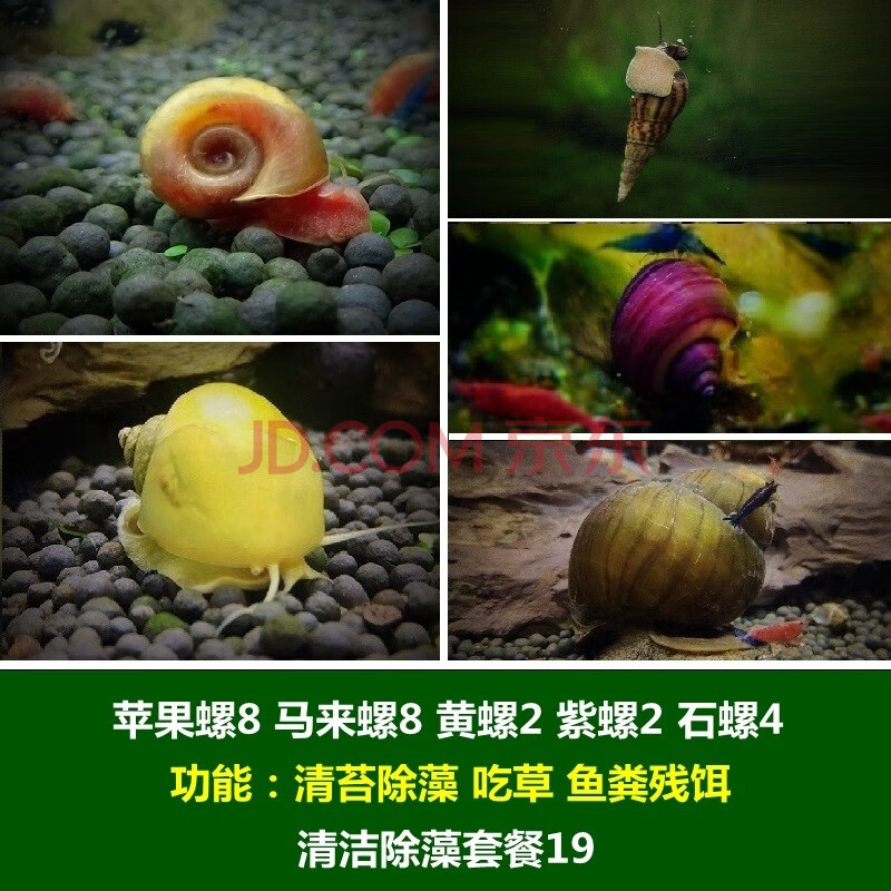 噢水噢【顺丰】观赏螺鱼缸除藻清洁工具螺斑马洋葱黑金刚黄金紫纹苹果