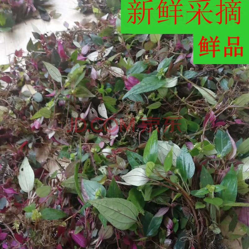 福建新鲜风鼓草风柜斗草风谷草风骨草鲜品干品500克 1000克(2斤)生鲜